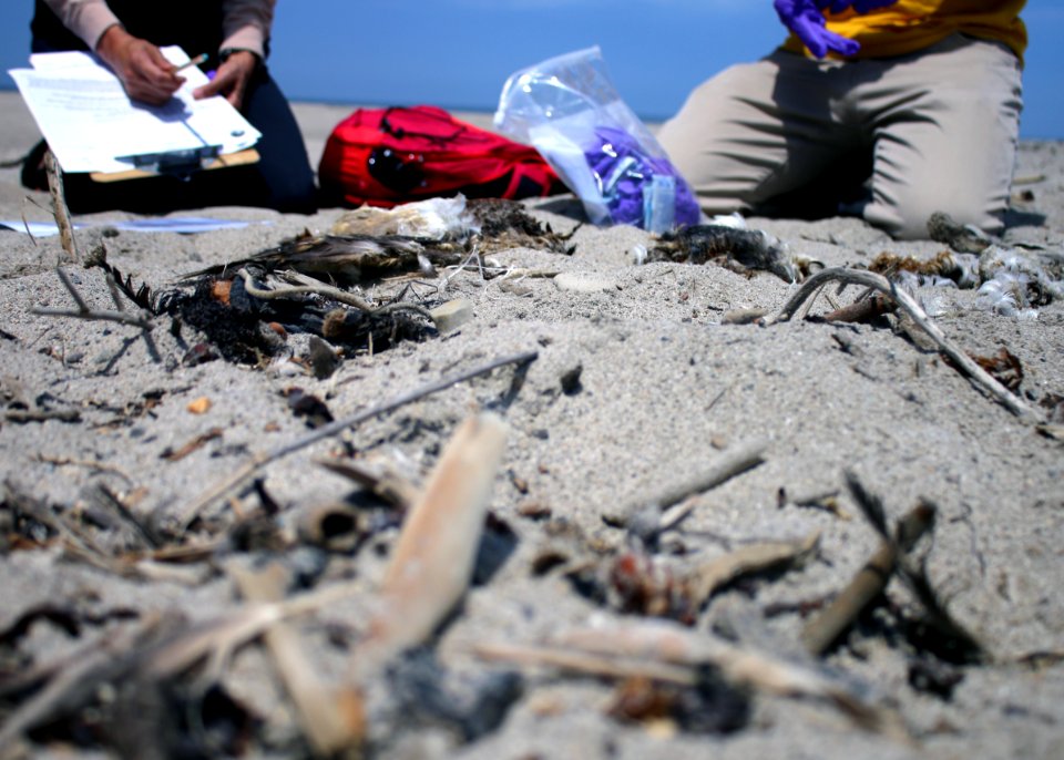 Volunteers with the BeachCOMBERS program record data about a bird carcass during a survey of Hollywood Beach. photo