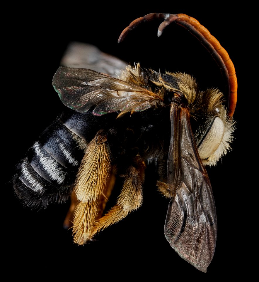 Melissodes bimaculata?, M, side, Florida, Miami-Dade County 2013-02-21-14.22.26 ZS PMax