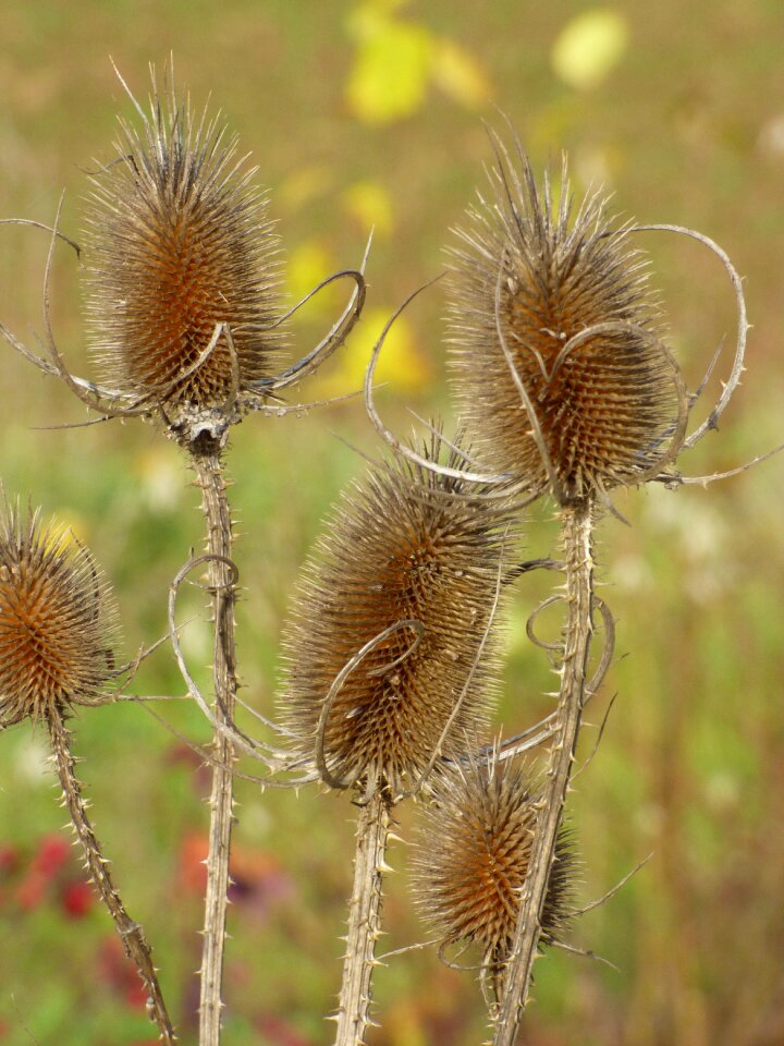 Spiny prickly flora