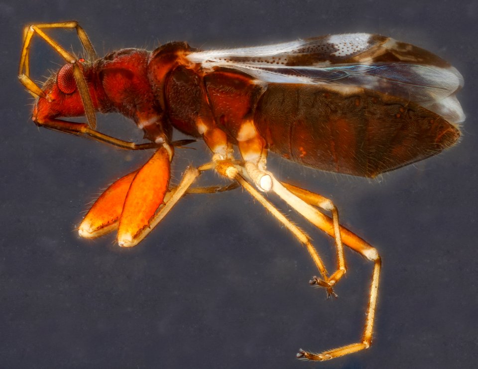 Heteropteran, U, side, Dominican Republic 2012-12-14-15.12.20 ZS PMax