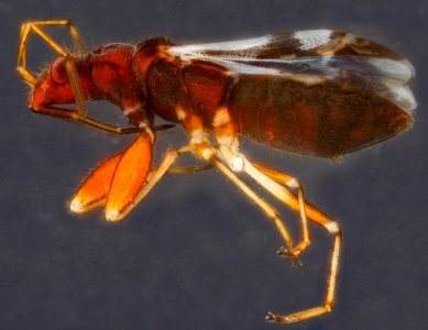 Heteropteran, U, side, Dominican Republic 2012-12-14-15.12.20 ZS PMax photo