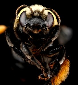 Melissodes desponsa, F, face, Virginia, Prince William County 2012-12-12-14.48.08 ZS PMax photo