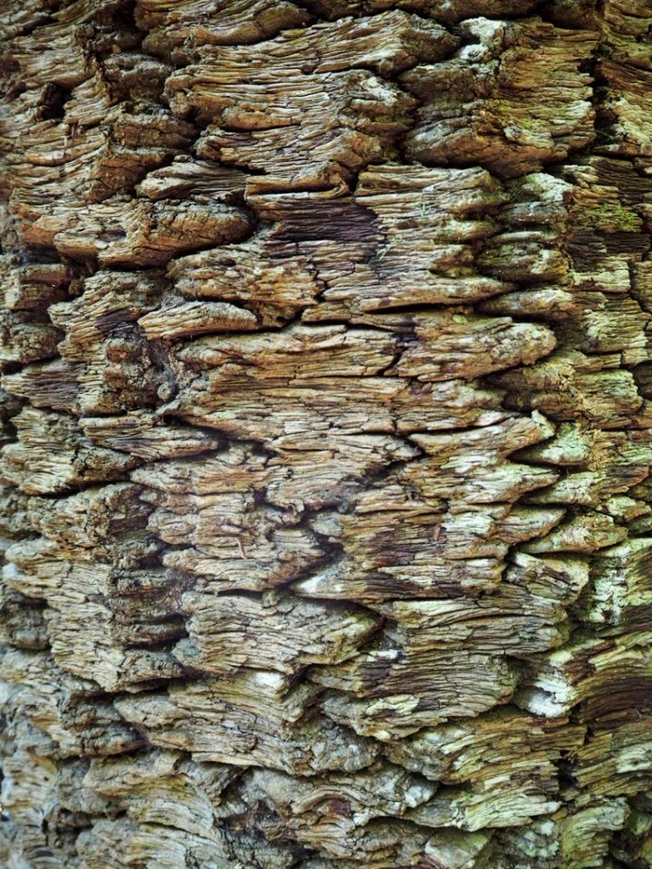 PINE TREE BARK