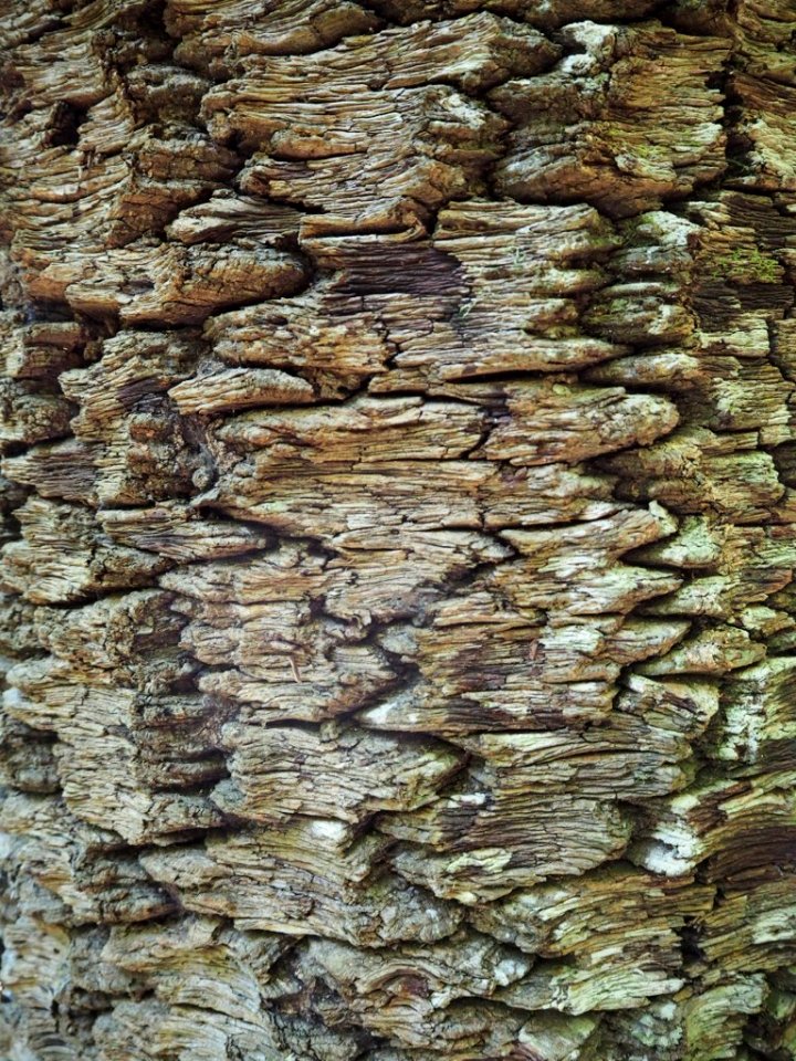 PINE TREE BARK photo