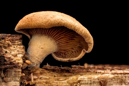 Mushroom, underneath 2012-09-21-14.51.00 ZS PMax photo