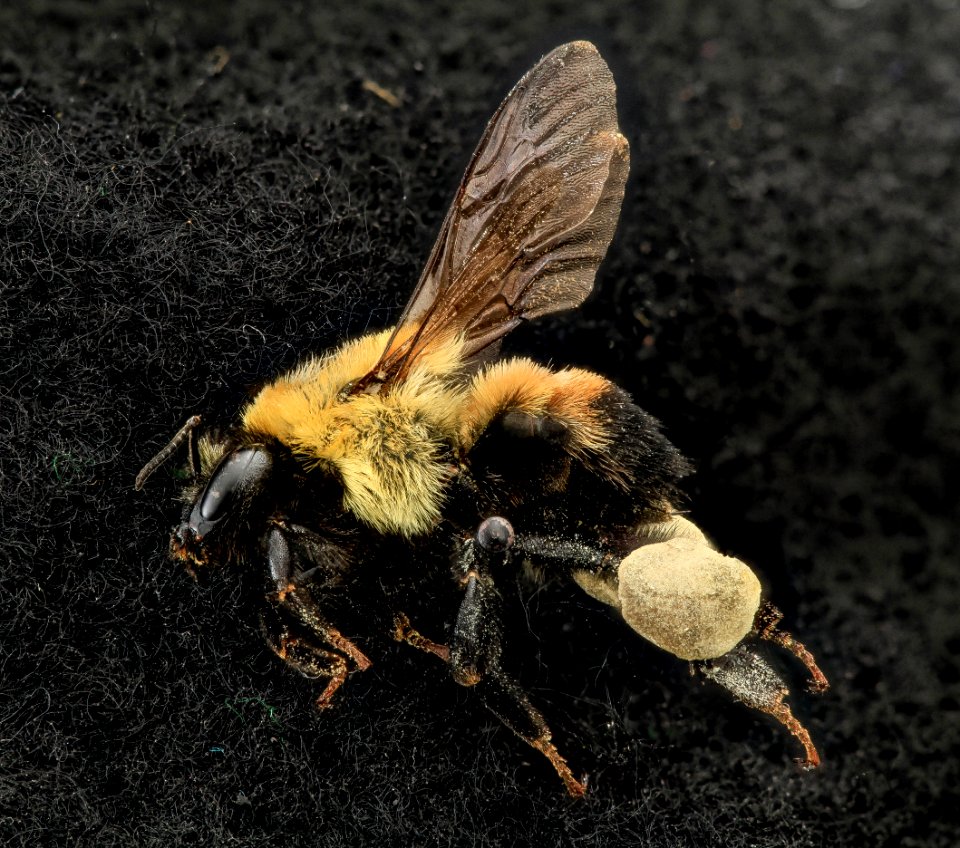 Bombus griseocolis, F, Side, MD, PG County 2013-07-10-16.34.05 ZS PMax