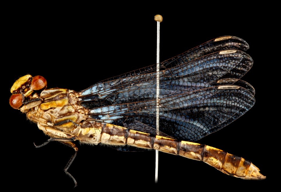 Ophiogomphus susbehcha, U, side, Virginia, James River 2013-03-13-14.10.11 ZS PMax