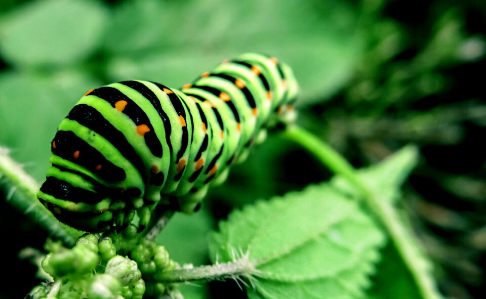 Insect animal green