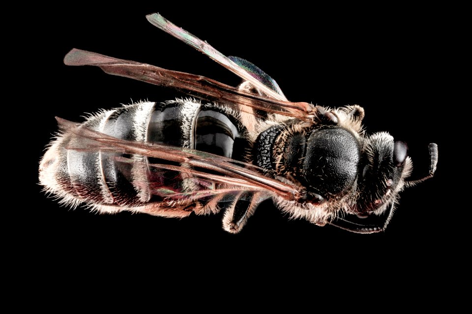 Lassioglossum truncatum, female, back 2012-07-11-15.19.10 ZS PMax