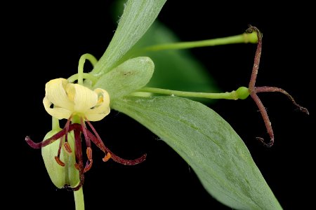 Medeola virginiana, Indian Cucumber Root, Howard County, Md, Helen Lowe Metzman 2019-10-23-18.18.02 ZS PMax UDR