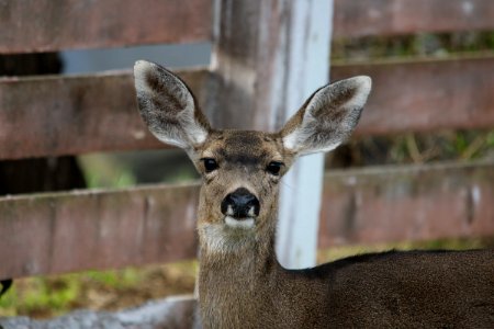 Female black-tailed deer