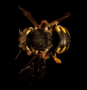 Pseudoanthidium nanum, m, Washington Co, back 2018-03-06-22.12