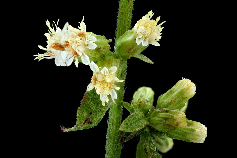 Solidago bicolor 2, White Goldenrod, Howard County, Md, Helen Lowe Metzman 2019-10-23-10.06.34 ZS PMax UDR