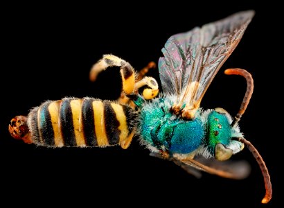 Agapostemon angelicus, M, back, Pennington County, SD 2012-11-13-10.34.38 ZS PMax photo