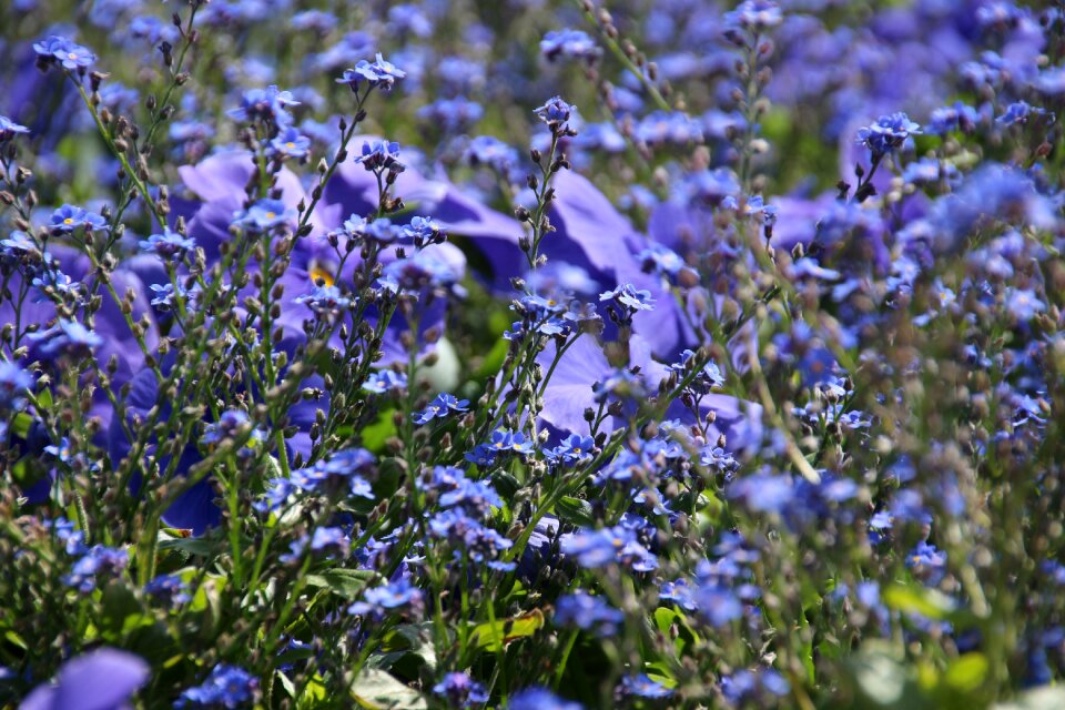 Spring herb field of flowers