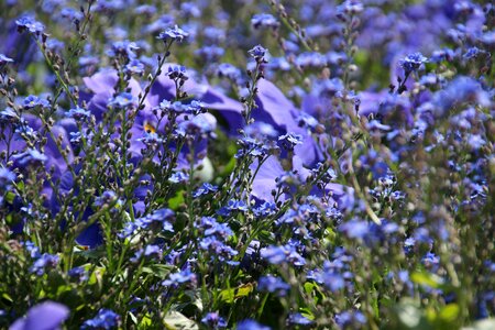Spring herb field of flowers