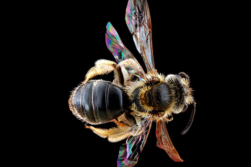 Andrena-imitatrix,-female,-back2012-06-04-11.02.26-ZS-PMax