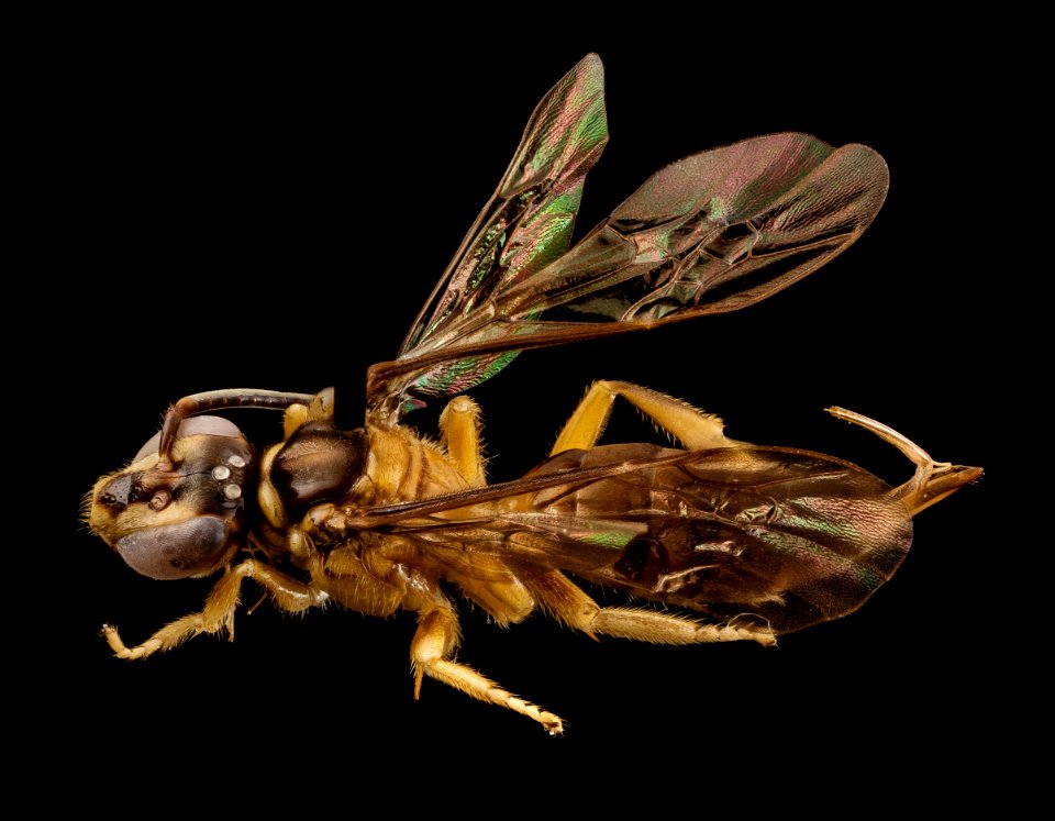 bee pale tan, f, colombia, angle 2014-08-08-16.44.34 ZS PMax