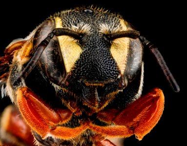 Dianthidium concinnum, M, face, Pennington County, South Dakota 2012-11-19-18.08.51 ZS PMax