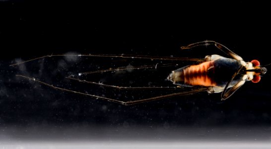 pond 10.18.2012, water strider 2, ventral,  Beltsville, MD 2012-10-18-14.58.10 ZS PMax