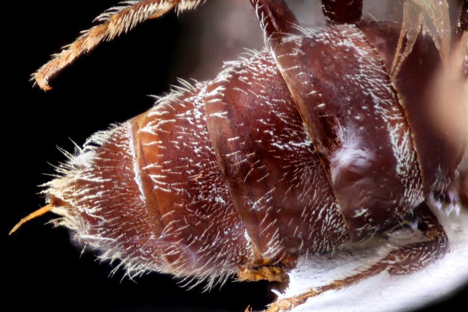 Lasioglossum izawsum, f, dyke marsh vaabdomen 2021-02-16-14.20.30 ZS PMax UDR