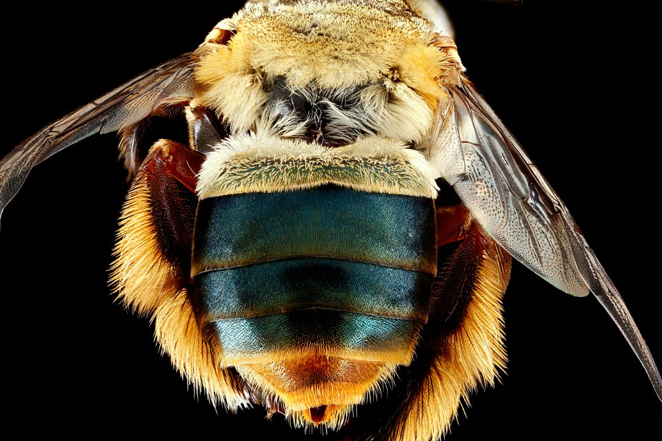 Centris-fasciata,-female,-top-1 2012-06-25-14.46.02-ZS-PMax