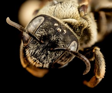 bee15274, f, turkey, face 2014-08-14-17.44.40 ZS PMax