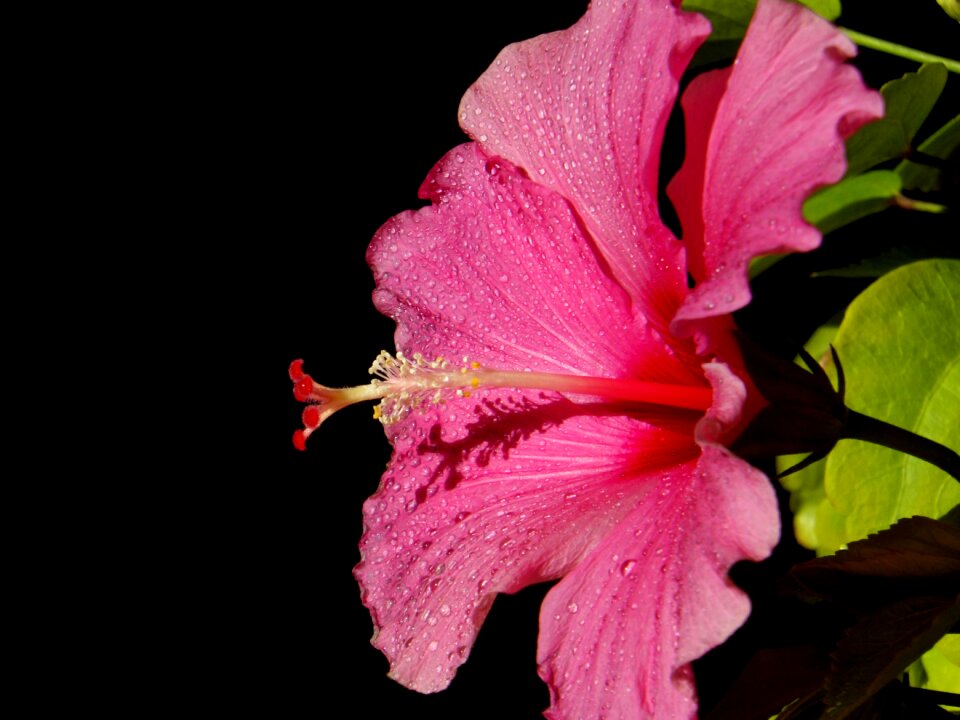 Flower pink flower natural
