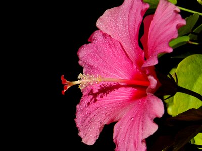 Flower pink flower natural