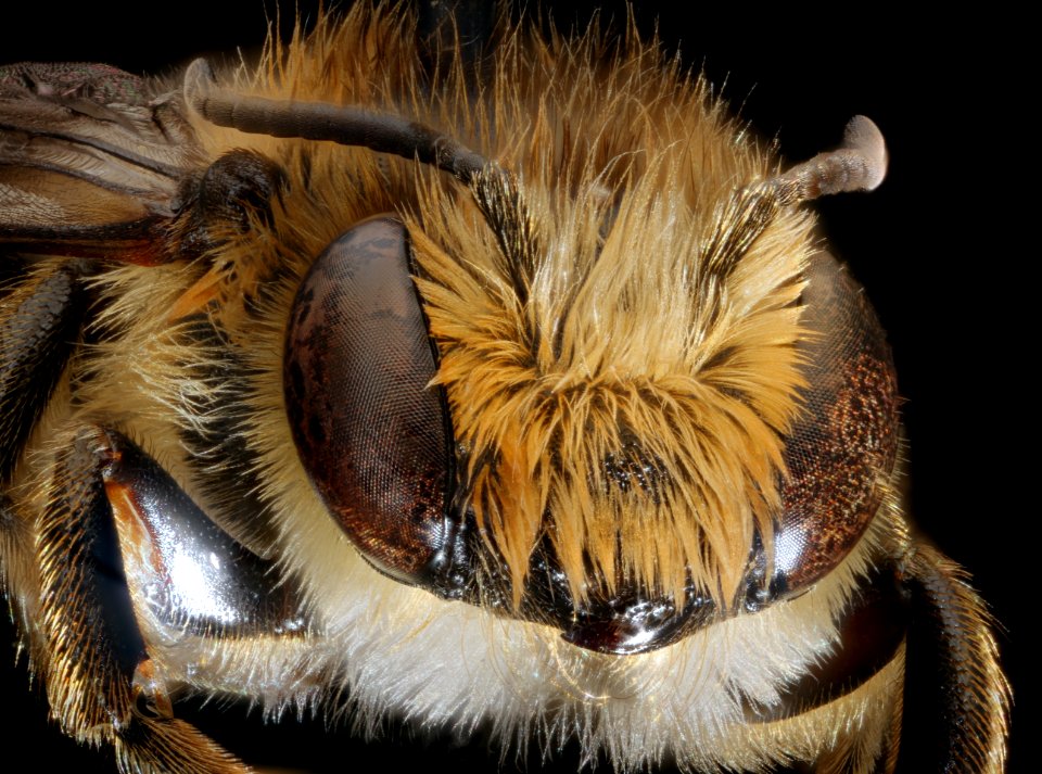 Megachile centuncularis, m, face, Cleveland, OH 2018-06-20-13.55.07 ZS PMax UDR