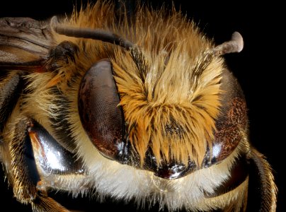 Megachile centuncularis, m, face, Cleveland, OH 2018-06-20-13.55.07 ZS PMax UDR