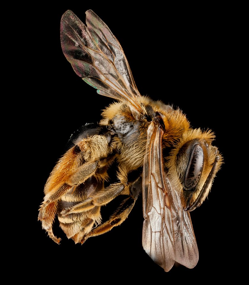 Andrena wilkella, female, side 2012-08-09-14.09.46 ZS PMax