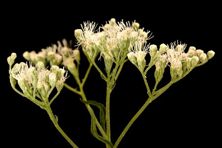 Ageratina altissima, White Snakeroot, Howard County, Md, Helen Lowe Metzman 2019-03-22-18.55.04 ZS PMax UDR