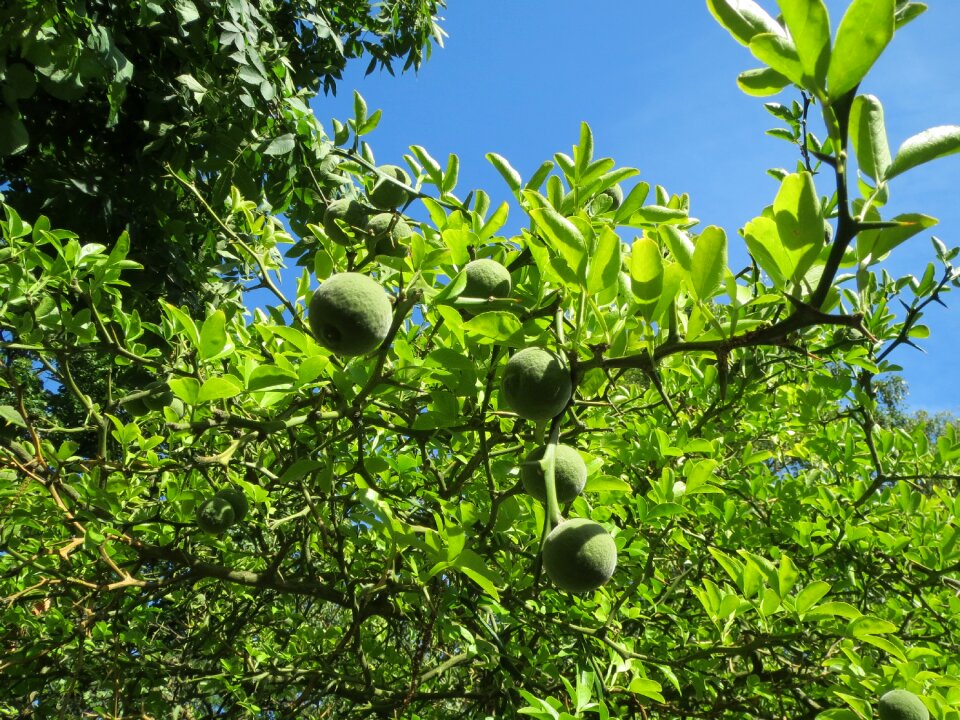 Chinese bitter orange hardy orange tree