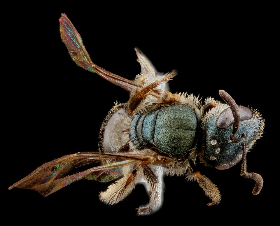 Lasioglossum creberrimum, F, back1, Texas 2012-10-25-12.54.52 ZS PMax