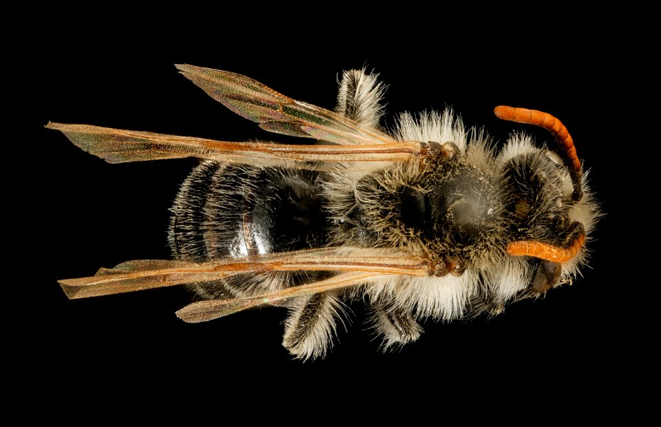 Andrena wellesleyana, m, back, Middlesex Co, MA 2016-02-09-11.36