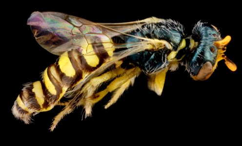 Perdita aridella, male, side 2012-07-31-18.41.38 ZS PMax photo