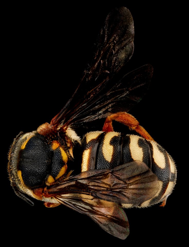 Dianthidium concinnum, M, back, Pennington County, South Dakota 2012-11-19-17.59.17 ZS PMax