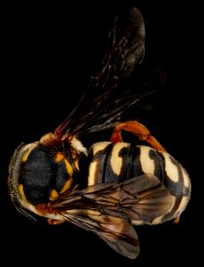 Dianthidium concinnum, M, back, Pennington County, South Dakota 2012-11-19-17.59.17 ZS PMax