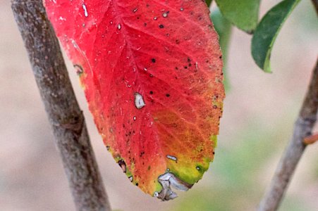 Even a Red Leaf is Not All So Red up Close