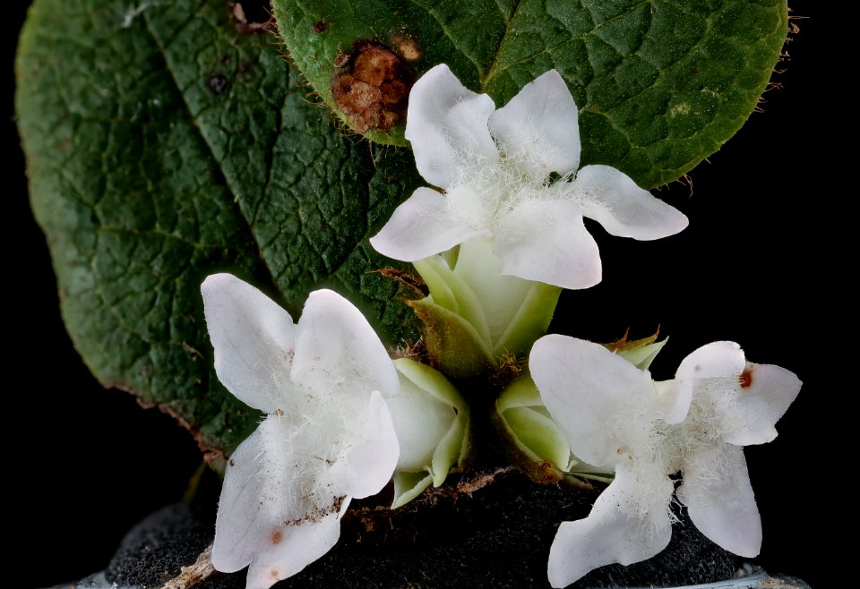 Epigaea repens, Trailing Arbutus, Howard County, Md, Helen Lowe Metzman 2019-10-23-15.39.58 ZS PMax UDR