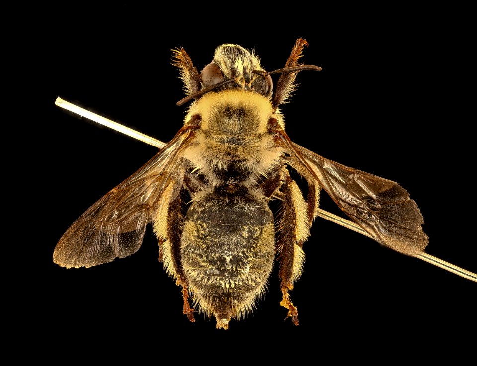 Anthophora occidentalis, f, back, Pennington Co., SD 2018-08-10-13.53.38 ZS PMax UDR