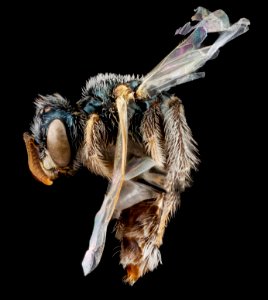 Perdita asteris, female, side 2012-08-01-15.27.41 ZS PMax