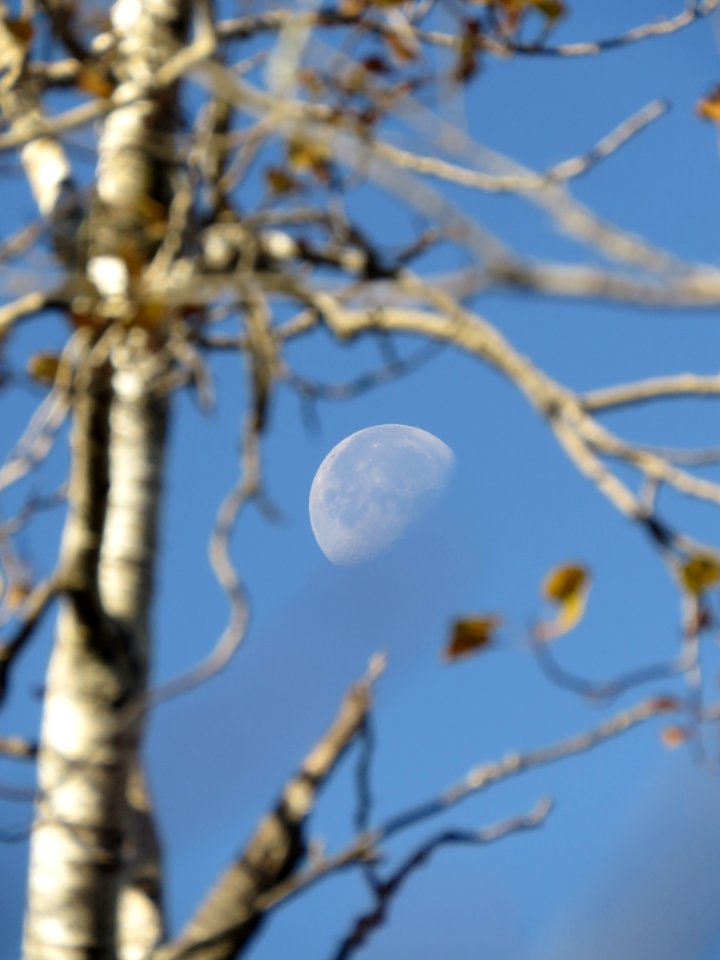 171010-FS-Superior-SAR-mooninbirch