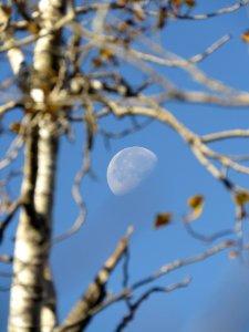 171010-FS-Superior-SAR-mooninbirch
