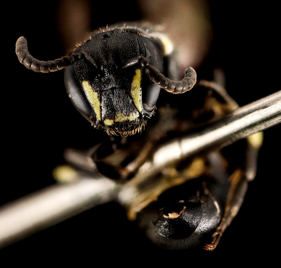Hylaeus annulatus, F, Face, NY, Hawksnest Road Junction 2014-07-25-17.04