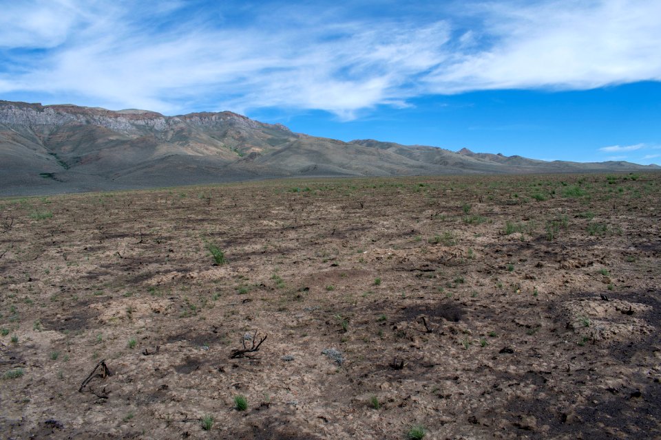 Native plant establishment one year after the 2019 Sheep Canyon Fire