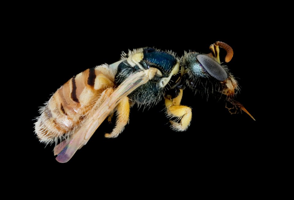 Nomioides minutissmus, f, right, Podunajska, Slovakia 2020-02-17-18.02.04 ZS PMax UDR