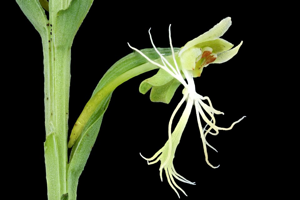 Platanthera lacera 5, Green-fringed Orchid, PWRC, Helen Lowe Metzman 2019-10-23-21.31.46 ZS PMax UDR