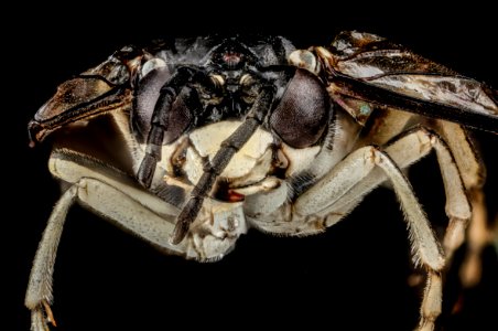 Sawfly, F, face, Wyoming, Park County 2013-03-27-14.49.55 ZS PMax photo